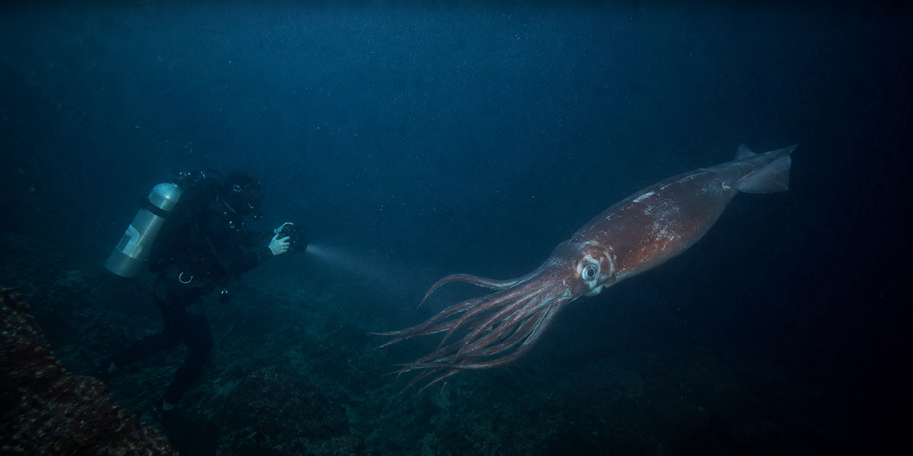 7 Penemuan Monster Laut